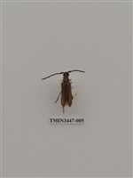 藏品(卓得魯薄翅天牛)的圖片